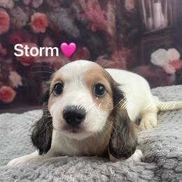 Storm AKC - Piebald female Dachshund puppy in Jena, Louisiana from Amy’s Mini Doxies