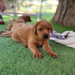 Morgan - Yellow female Labrador Retriever puppy in Pilot Hill, California from Houston Labradors