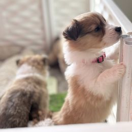 Collie and Companion Cross Puppies from Oasis Companion Canines