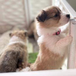 Collie and Companion Cross Puppies from Oasis Companion Canines