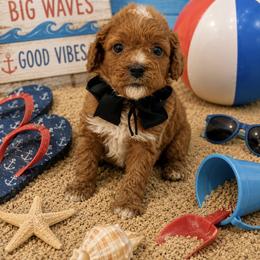 Black bow - Red male Cavapoo puppy in Waskom, Texas from Pearls & Curls doodles & poodles