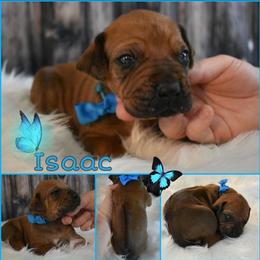 Cane Corso and Rhodesian Ridgeback Puppies from Diamondcrest Farms Inc
