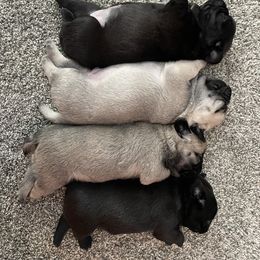 Pug Puppies from Galaxy Pugs of Georgia