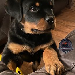 Rottweiler Puppies from Von Der Hing Rottweilers