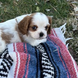 Cavalier King Charles Spaniels from Willow Valley Farm