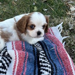 Cavalier King Charles Spaniels from Willow Valley Farm