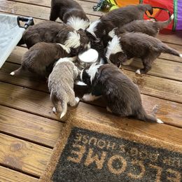 Bearded Collie Puppies from Aberlour Bearded Collies