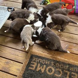 Bearded Collie Puppies from Aberlour Bearded Collies