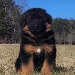 Black Collar - Male - Black and red male German Shepherd puppy in Charlotte, North Carolina from Zuflucht K9s