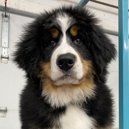 Bernese Mountain Dogs from BREED Bernese Acres