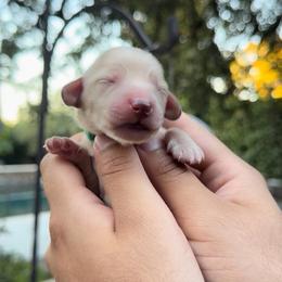 Goose - Cream male Dachshund puppy in Modesto, California from Golden State Mini Doxies