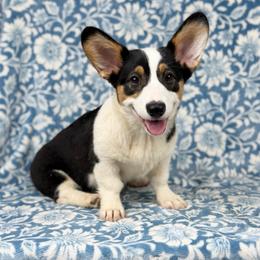 Mimosa - Black and tan female Pembroke Welsh Corgi puppy in Columbia, Tennessee from Wiggle B Ranch Corgis