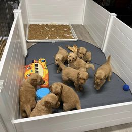 Golden Retriever Puppies from Geronimo Golden Retrievers