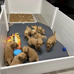 Golden Retriever Puppies from Geronimo Golden Retrievers