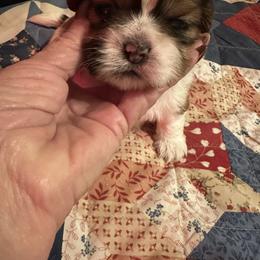 Shih Tzu Puppies from Kathy Diego's Shih Tzus