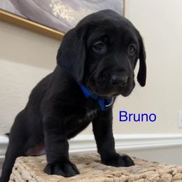 Labrador Retriever Puppies from Andrew’s Labs