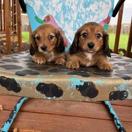 Dachshund Puppies from Little e Dachshunds