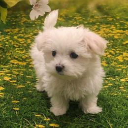 Shortcake - White female Maltese puppy in North Myrtle Beach, South Carolina from Perfect Puppies