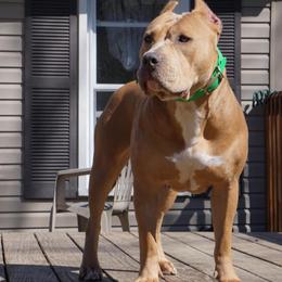 American Bully All Grown Up from Herrera’s K9’s