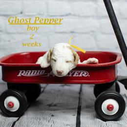 Ghost Pepper (yellow collar) boy - Parti male Goldendoodle puppy in Corona, California from Fluffy Puppy Mini Doodles LLC