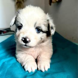 Frappe - Blue merle and white female American Corgi puppy in Bayard, Nebraska from Puppies by Alies