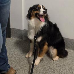 Lilly - Black tri-color female Australian Shepherd puppy in Waddell, Arizona from Winsome Aussies