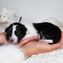 Atlas - Black and white male Border Collie puppy in Conway, Missouri from 2J 2K Border Collies | Maremma Sheepdogs