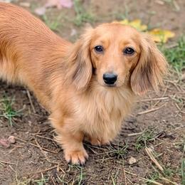Penny - Dachshund