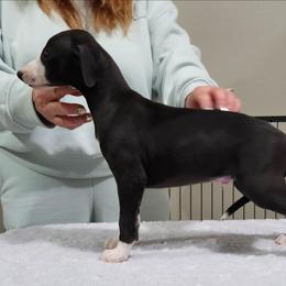 Parker - White and black male Whippet puppy in Ruckersville, Virginia from Lishima Whippets