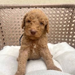 Bentley - Apricot male Poodle puppy in Tucson, Arizona from Desert Doodles + Poodles