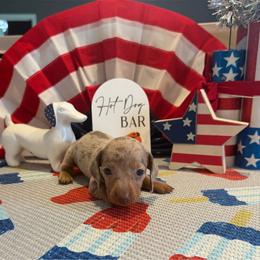 Leo - Fawn (isabella) and cream male Dachshund puppy in Hudson, Michigan from Mittentail Kennel Miniature Dachshunds & Australian Shepherds