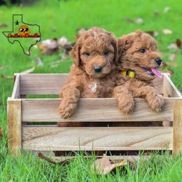 Goldendoodle Puppies from OodlesODoodles