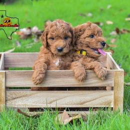 Goldendoodle Puppies from OodlesODoodles