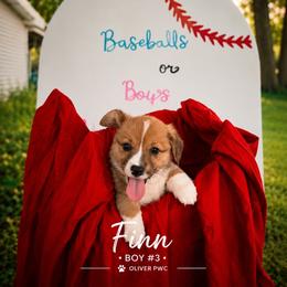 Boy 3 - White and red male Pembroke Welsh Corgi puppy in Chesterton, Indiana from Oliver Pembroke Welsh Corgis