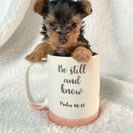 Yorkshire Terrier Puppies from SD_Yorkies619