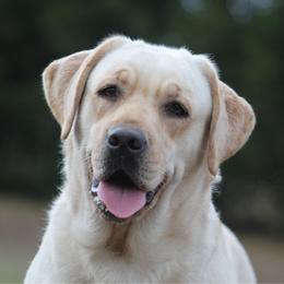 Bluey - Labrador Retriever