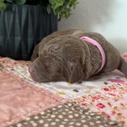 Light Pink - Deadgrass female Chesapeake Bay Retriever puppy in Lewiston, Utah from Bellus Chesapeakes