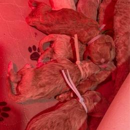 Boaz - Red  male Goldendoodle puppy in Knoxville, Tennessee from Graystone Doodles
