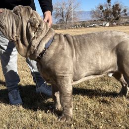 Dezi - Neapolitan Mastiff