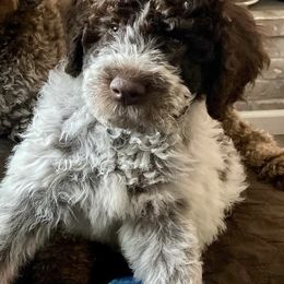 Lagotto Romagnolo Puppies from Agapē Lagotto Romagnolo