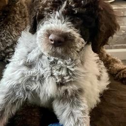 Lagotto Romagnolo Puppies from Agapē Lagotto Romagnolo