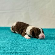 George (aqua) - Brown and white Spanish Water Dog puppy in Beaufort County, North Carolina from Shady Banks Kennel