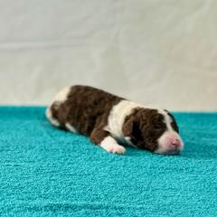 George (aqua) - Brown and white Spanish Water Dog puppy in Beaufort County, North Carolina from Shady Banks Kennel