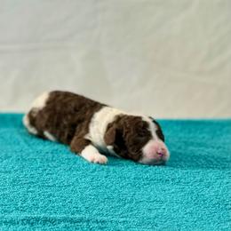 George (aqua) - Brown and white Spanish Water Dog puppy in Beaufort County, North Carolina from Shady Banks Kennel