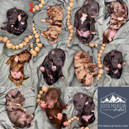 Aussiedoodle Puppies from Aspen Mountain Doodles LLC