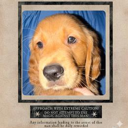 Buckbeak - Dark golden male Golden Retriever puppy in Orange City, Florida from Sidekick Retrievers