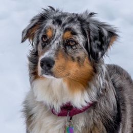 Australian Shepherds from Firefly Horse Co Wellness Retreat Center