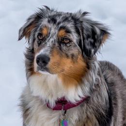 Australian Shepherds from Firefly Horse Co Wellness Retreat Center