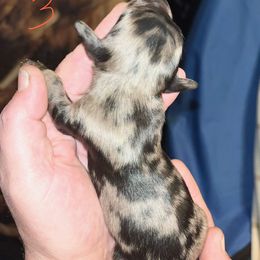 Boy 3 - Dapple male Dachshund puppy in Oshkosh, Wisconsin from Tammy’s  Mini Dachshunds