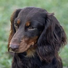 Dachshunds from State Eight Dachshunds